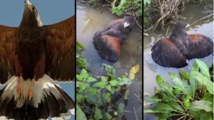 El águila de Harris de un cetrero caza un conejo y lo sumerge bajo el agua