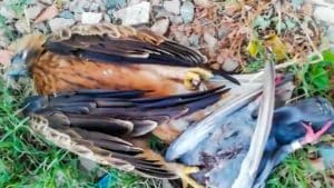 Encuentra a un águila electrocutada con la paloma que acababa de cazar aún entre sus garras