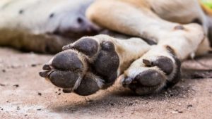 Condenada una animalista que dejó morir de hambre y sed a 13 perros en Sevilla