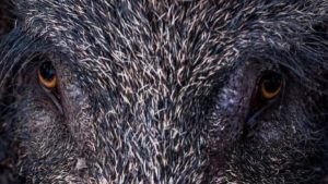 Un jabalí ataca y mata a un cazador tras cortarle la arteria femoral en Italia