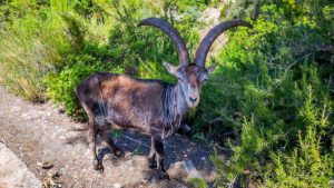 Alerta en la Comunidad Valenciana: la sarna sarcóptica pone en peligro a la fauna salvaje