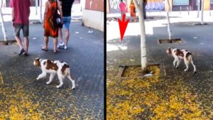 Un cachorro de epagneul bretón hace una muestra a una paloma en el centro de Sevilla