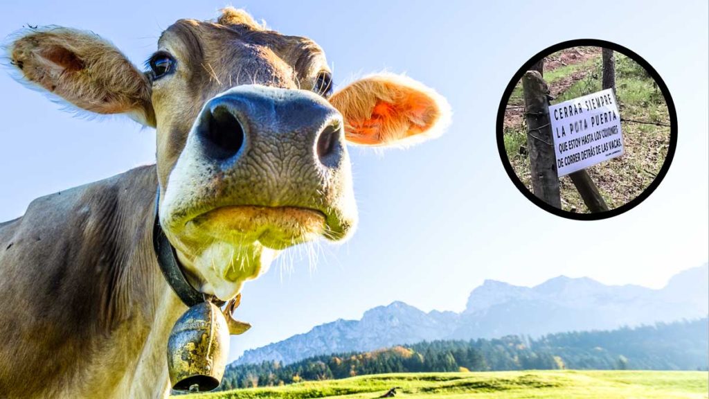 Una vaca junto a una imagen del cartel. © Shutterstock
