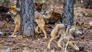 ¿Cuántos lobos hay realmente en España?