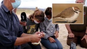 Ecologistas anillan un chorlitejo con el nombre de 'Cartucho' en honor a una sociedad de cazadores