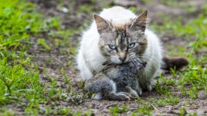 Fundación Artemisan estudia los efectos de los gatos domésticos en la fauna silvestre