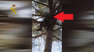 El Seprona pilla a un furtivo subido a la copa de un árbol en Huelva