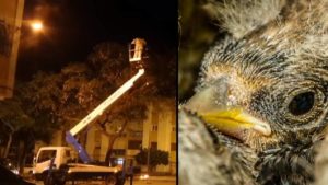 Un silvestrista denuncia la fumigación de árboles mientras jilgueros y verderones descansan en sus nidos