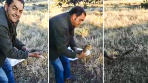 Extraordinario gesto de dos cazadores de Extremadura que se encontraron una liebre atrapada