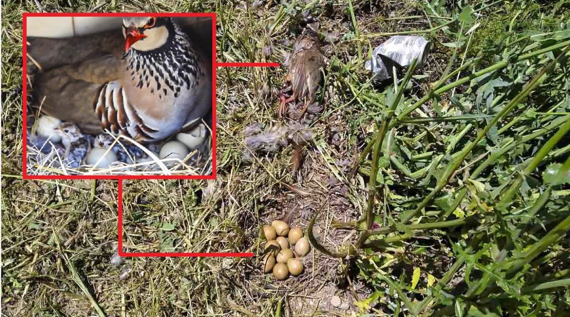 Así mueren las perdices junto a sus nidos durante la limpieza de las cunetas en Albacete