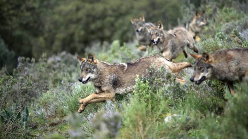 lobos andalucia