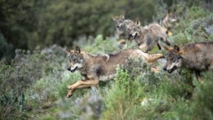 Finaliza el plazo para presentar alegaciones contra la prohibición de la caza del lobo