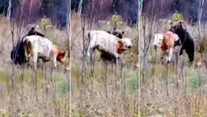 Sorprenden a un oso intentando cazar a un toro y lo graban
