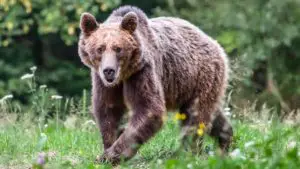Ataques de oso: cómo son, cómo prevenirlos y cómo reaccionar ante ellos