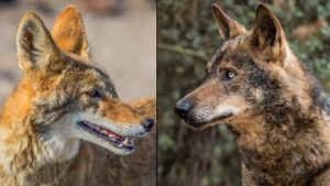 PACMA confunde un coyote americano con un lobo ibérico mostrando su desconocimiento sobre animales