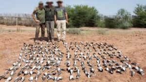 ¿Influyen las matanzas de tórtolas de Marruecos en el declive de la especie en España?