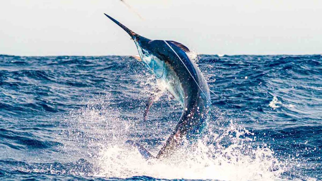 El gan marlín, protagonista del Open Internacional Pesca de Altura Gran Canaria.
