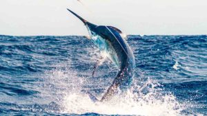 Open Internacional Pesca de Altura Gran Canaria: ¿Te unes a la búsqueda del gran marlín?