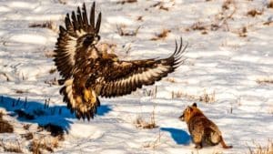 Así es la impresionante caza de zorro con águila vista desde los ojos de la rapaz