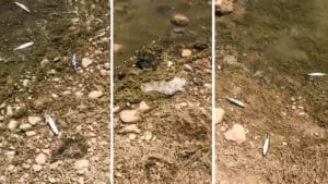 Cuatro individuos dejan la orilla de este pantano llena de peces muertos y basura