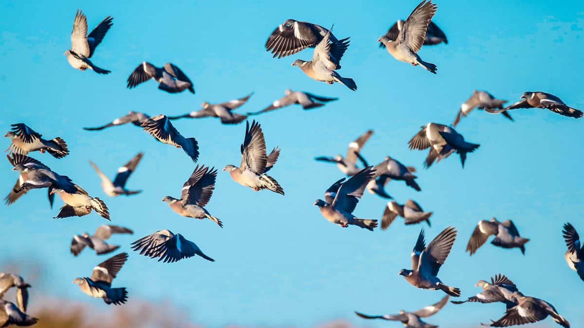 Este bando de palomas torcaces es tan grande que cubre el cielo