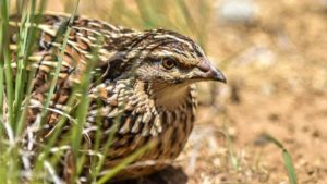 El mayor experto en codorniz de España, a SEO/BirdLife: «La caza no afecta al tamaño de su población»
