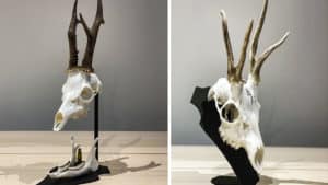 Dos maneras muy originales de conservar el trofeo de un corzo