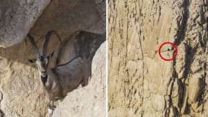 Mira dónde está escondido este ibex: la increíble toma del último peliculón de caza de Pedro Ampuero