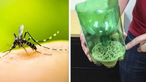 El truco casero para acabar con los mosquitos que arrasa en Internet