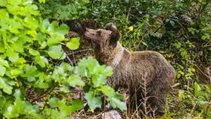 La Guardia Civil lanza una alerta por la presencia de un oso en un pueblo de Cantabria
