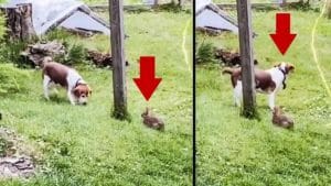 Desternillante vídeo de un perro de caza que no huele ni ve a este conejo