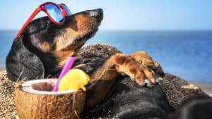 ¿A qué playas españolas puedo ir con mis perros de caza este verano?