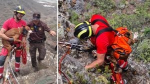 Espectacular rescate de una perra de caza que cayó a un acantilado en Tenerife