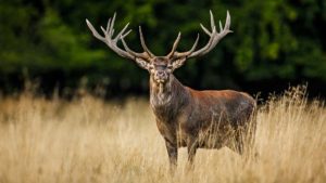 Ranking de los 50 mejores ciervos cazados en España según la JNHTC (puntuación, fecha, lugar, cazador...)