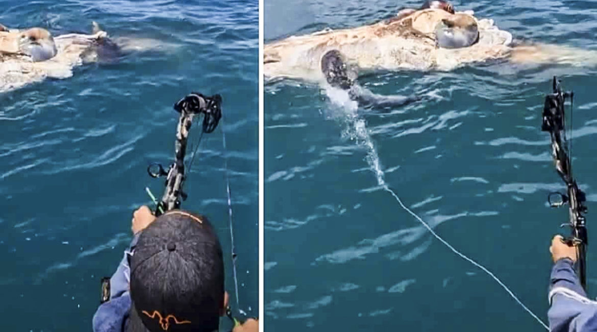 Un tiburón acude a este improvisado ‘cebo’ y lo cazan con arco