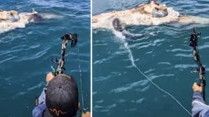 Un tiburón acude a este improvisado 'cebo' y lo cazan con arco