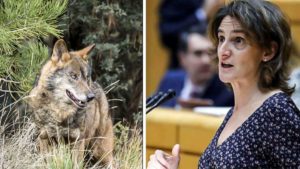 La RFEC rechaza la nueva maniobra del MITECO para prohibir la caza del lobo