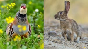 Investigan el 'Actimel' de la caza menor, un alimento que salvaría la vida de conejos y perdices