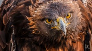 Un guarda de caza rescata un águila real a punto de morir ahogada en Jaén