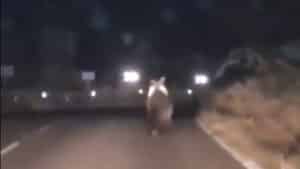 Un cazador graba a un oso a la entrada de un pueblo en Palencia