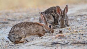 Científicos extremeños investigan un majano para conejos 'blindado' contra depredadores y parásitos