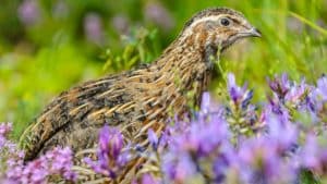 SEO/BirdLife pide prohibir la caza de la codorniz contra el criterio de los expertos (y sin datos)