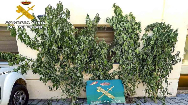 Guardia Civil detiene a furtivo lazos marihuana huerto