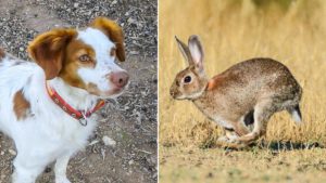 El inicio de la caza del conejo en Andalucía con perro de muestra, grabado en primera persona
