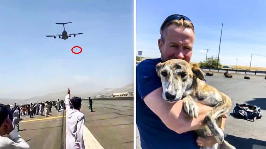 ex marine fleta avión mascotas Afganistán