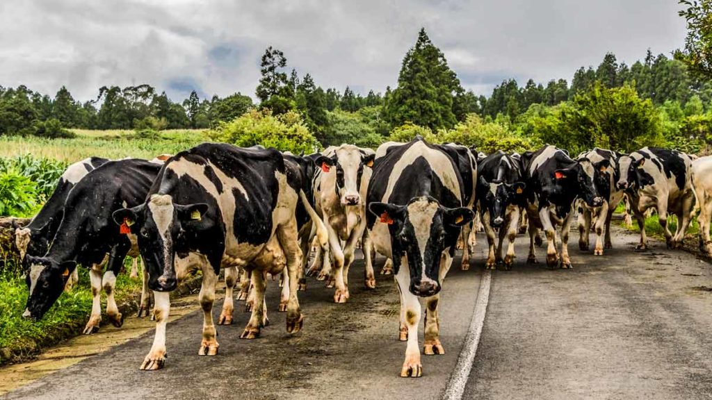 Vacas caminando por una carretera. © Shutterstock