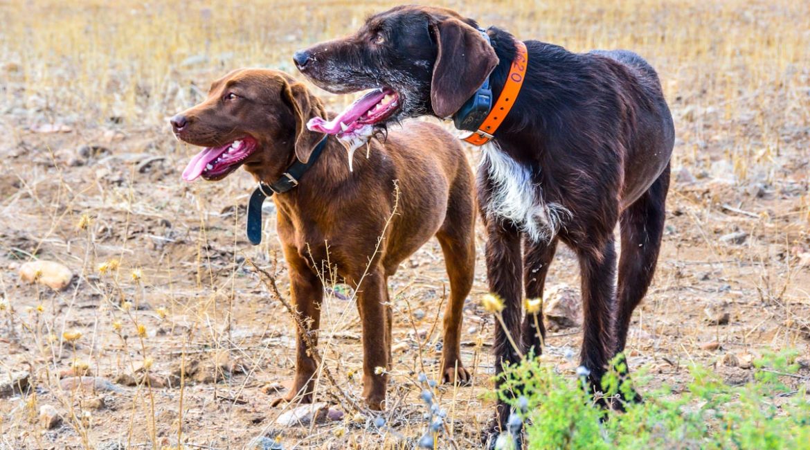 Golpe de calor en perros de caza: cómo identificar sus síntomas y cómo actuar