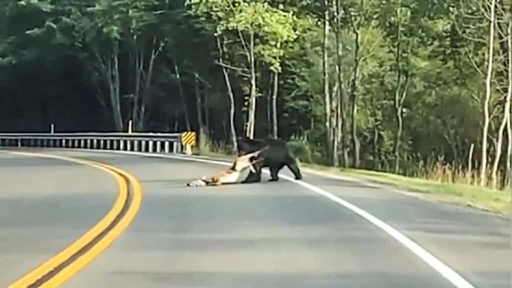 oso tira de una cierva en la carretera