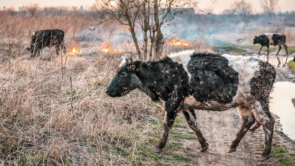 Varias vacas caminan entre la llamas en una imagen de archivo.