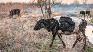La ayuda a los animales afectados por el incendio la coordina la Diputación de Ávila, no los animalistas